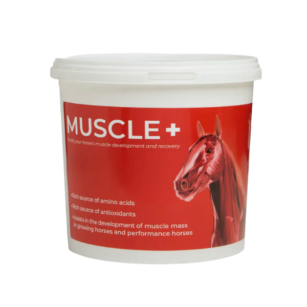 MUSCLE+